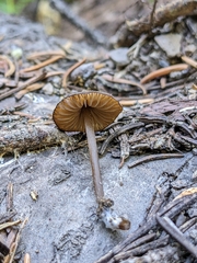 Nolanea