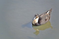 Anas platyrhynchos domesticus