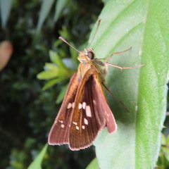 Polytremis pellucida