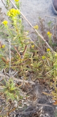 Sesiidae