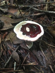 Hydnellum concrescens