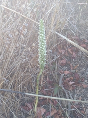 Platanthera elegans elegans