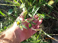 Bidens vulgata