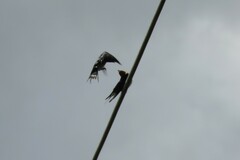 Hirundo neoxena