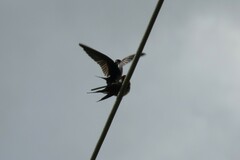 Hirundo neoxena