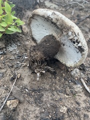 Neolentinus ponderosus