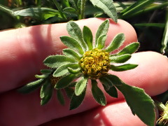 Bidens vulgata