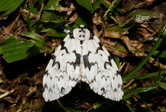 Lymantria subrosea
