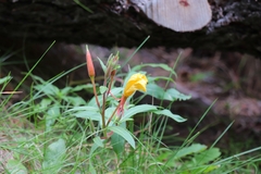 Oenothera elata