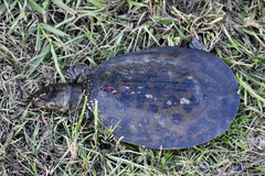 Apalone ferox
