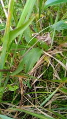 Epipactis atrorubens