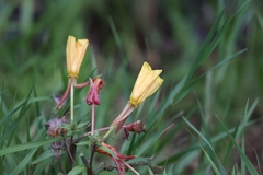 Oenothera elata