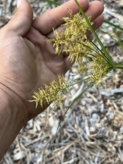 Cyperus