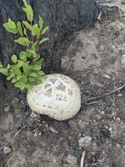 Neolentinus ponderosus