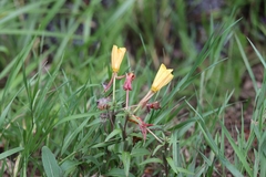 Oenothera elata
