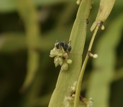 Camponotus