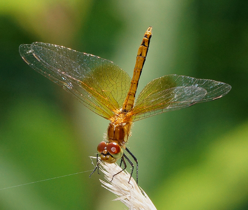 Dragonflies and Damselflies of Colorado · iNaturalist