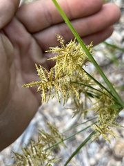 Cyperus