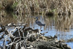 Egretta novaehollandiae