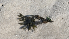 Fucus distichus