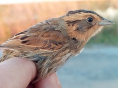 Ammospiza nelsoni