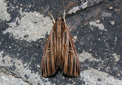 Ercheia ekeikei