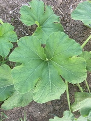 Cucurbita