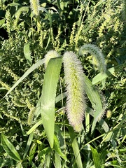 Setaria viridis