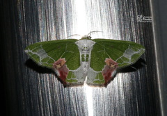 Protuliocnemis partita