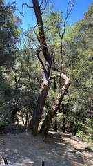 Arbutus menziesii