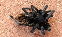 Theraphosinae