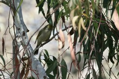 Ptilotula penicillata