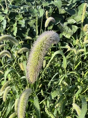 Setaria viridis