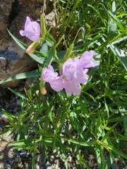 Penstemon lyallii