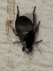 Blattodea