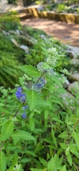 Caryopteris