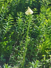 Xerophyllum tenax