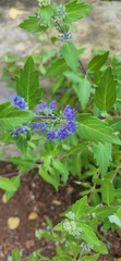 Caryopteris