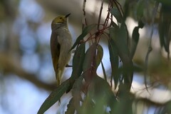 Ptilotula penicillata