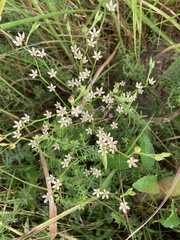Symphyotrichum ericoides