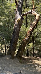 Arbutus menziesii
