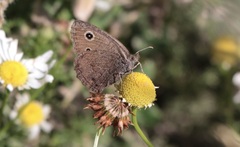Cercyonis oetus