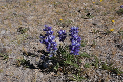 Lupinus lepidus