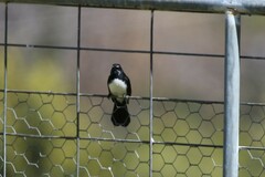 Rhipidura leucophrys