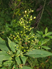 Scrophularia marilandica