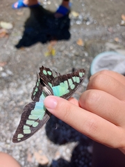 Graphium