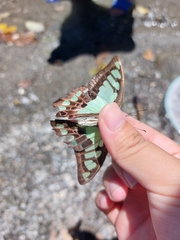 Graphium