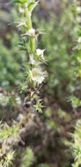 Caryophyllales