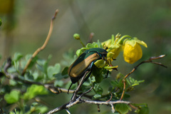 Cotinis mutabilis schaumi