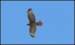 Buteo lineatus